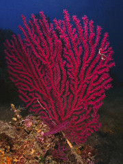 Naklejka premium Red sea fan, Farbwechselnde Gorgonie (Paramuricea clavata)