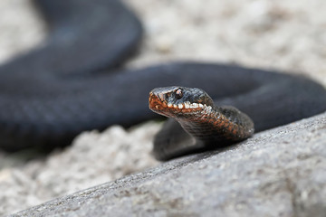 Common European Adder (vipera berus)