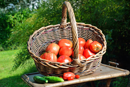 cesto di Pomodori bio in esterno