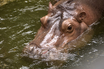 Fototapeta na wymiar eyes and ears of the hippopotamus