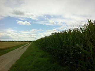 Fototapeta premium Maisfeld am Wegesrand