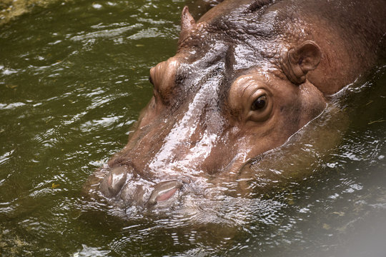 eyes and ears of the hippopotamus
