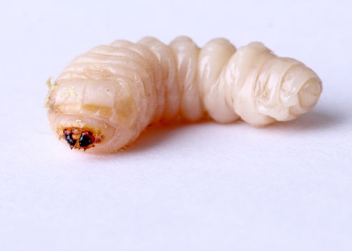 holzwurm