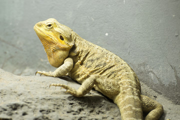 bearded dragon