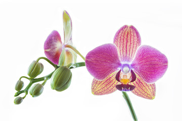 Fototapeta na wymiar Orchidee auf weißem Hintergrund