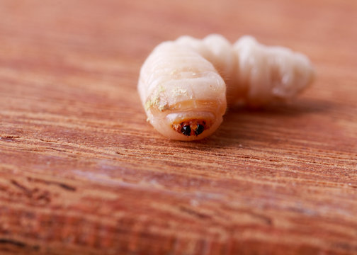 holzwurm