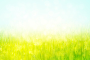 Plakat abstract spring green grass background with bokeh glitter light