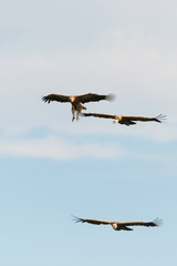 Gänsegeier, Griffon vulture, Gyps fulvus