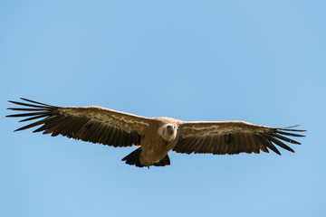 Gänsegeier, Griffon vulture, Gyps fulvus