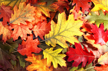 Naklejka na ściany i meble Tree autumn leaves