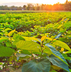 Green leaves and sun