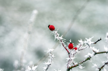 eglantine