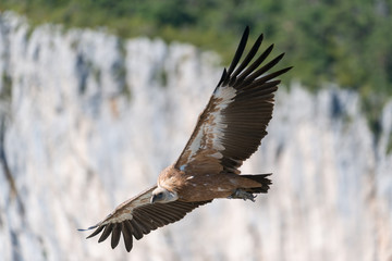 Gänsegeier, Griffon vulture, Gyps fulvus