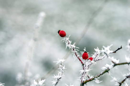 eglantine