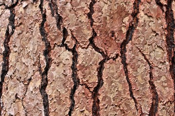 Pine tree bark, USA