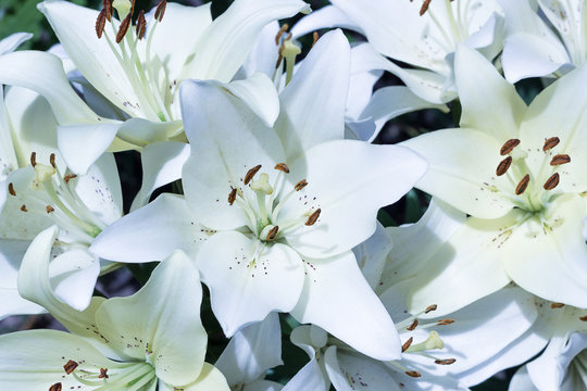 Fototapeta White lilies