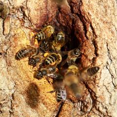 bienen