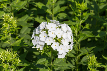 White phlox on a bed in a sunny summer day