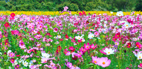 Floral Border; Flower in the garden