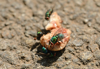 Closeup photo of a fly on the meat