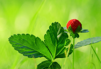 Wild strawberry in forest
