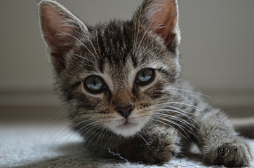 Katzenbaby
