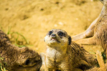 suricate 3
