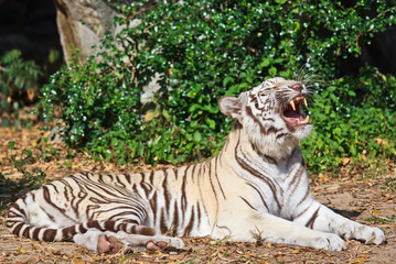 White tiger