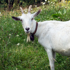 White billygoat, male goat, in field. Looking at camera.