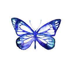 butterflies design