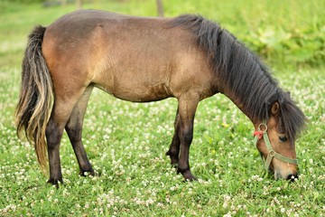 poney