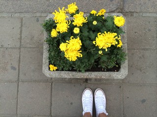 yellow flowers 
