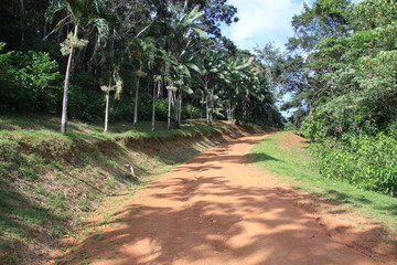 Guyane - Saül - Juillet 2014