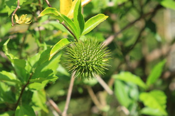 Guyane - Saül - Juillet 2014