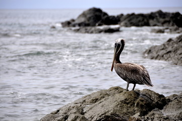Pélican Costa Rica