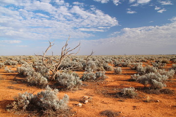 Australian outback