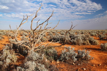 Australian outback