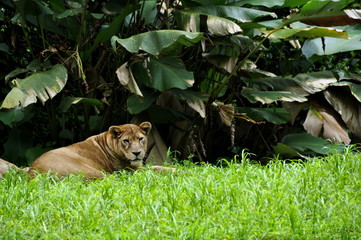 Lion animal Costa Rica