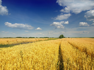Naklejka premium Wheat field against a blue sky