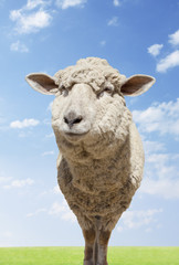 大地に立つひつじ