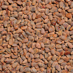 Cedar nut background