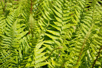 Green leaf background and texture