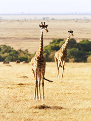Giraffe on the Masai Mara in Africa