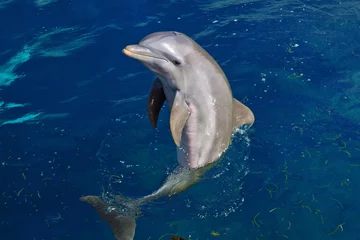 Zelfklevend Fotobehang Dolfijn dolfijn