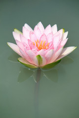 Close-up of Water-lily