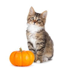 Cute kitten with mini pumpkin on white.