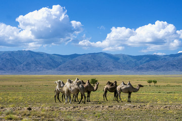 Fototapeta premium Landscape with camels