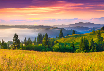 Naklejka na ściany i meble Foggy summer morning in the Carpathian mountains.