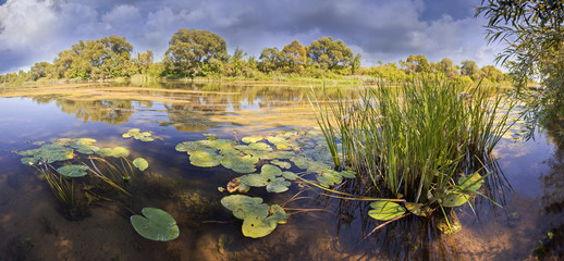 Panoramic landscape with river and Nuphar leaves