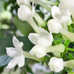 Jasmin
